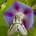 Picture Title - Morning Glory and Moth