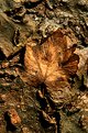 Picture Title - Leaf in Mud