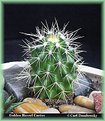Picture Title - Golden Barrel Cactus