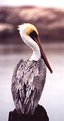 Picture Title - Brown Pelican Late Fall