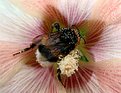 Picture Title - Bloemetjes en bijtjes (The flowers and the bees)