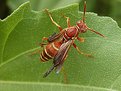 Picture Title - Red Wasp