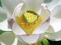 Picture Title - Lotus Flower