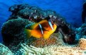 Picture Title - Clown fish