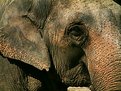 Picture Title - Elephant