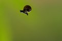 Picture Title - fly snail