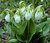 White Moccasin Flowers