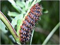 Picture Title - Catapiller