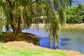 Picture Title - Weeping willow