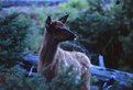 Picture Title - Yellowstone Dawn - Elk Puppy