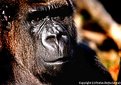 Picture Title - A Sedentary Silverback