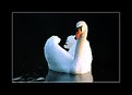Picture Title - Swan Queen