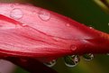 Picture Title - dewdrops