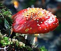 Picture Title - Mushroom (red and white)