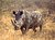White Rhino - South Africa