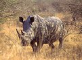 Picture Title - White Rhino - South Africa