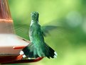 Picture Title - Hummingbird #3