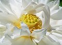 Picture Title - Peony Lotus Flower