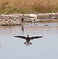 Picture Title - Cormorant on Final Approach...