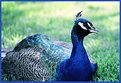 Picture Title - Peacock