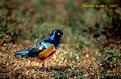 Picture Title - Superb starling