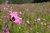 Bee and Wildflowers