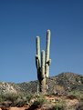 Picture Title - Cactus