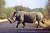 White Rhino II - South Africa