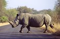 Picture Title - White Rhino II - South Africa