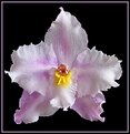 Picture Title - Miniature Orchid For Marilia!