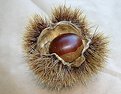 Picture Title - CHESTNUT ANYONE?