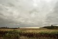 Picture Title - A nice corn field