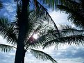 Picture Title - The Palm Sky