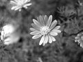 Picture Title - daisy