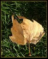 Picture Title - Backyard Leaf