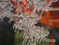 Picture Title - Ice Storm 2003