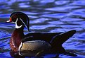 Picture Title - Male Wood Duck