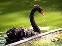 Picture Title - Black Swan