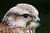 Falcon portrait