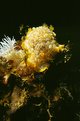 Picture Title - Nudibranchia