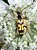 Wasp beetle