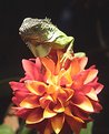 Picture Title - Lizard on a Flower