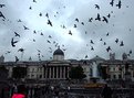 Picture Title - Pigeons!