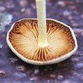 Picture Title - Magic Mushrooms...