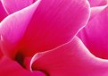 Picture Title - Cyclamen colours