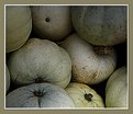 Picture Title - lumina pumpkins