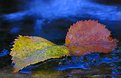 Picture Title - Birch leaf