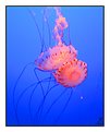 Picture Title - Jellyfish - nice couple !!