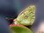 mimetic butterfly