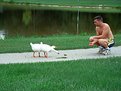 Picture Title - Duck, duck...GOOSE!